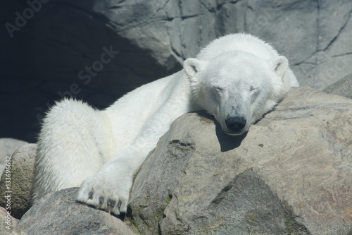Polar bear