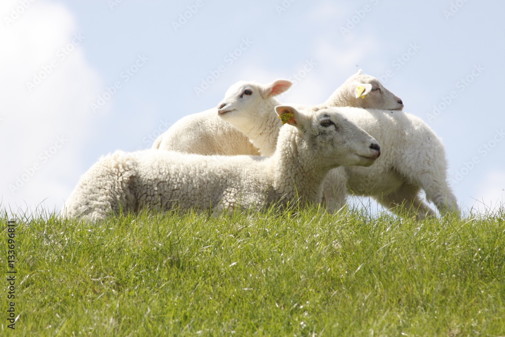 Sheep Sheep