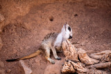 Small Meerkat crouching on sand at the zoo