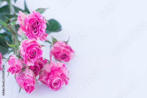 wo-Tone Pink Roses. © Supitchamcadam