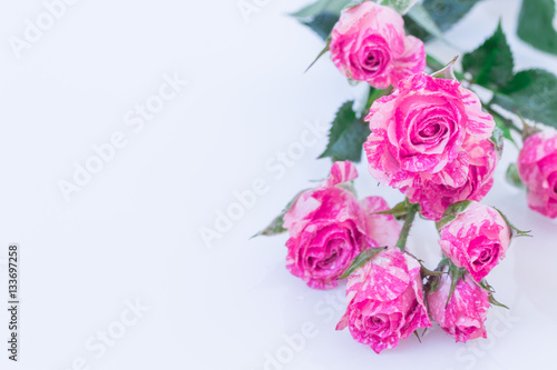 Fototapeta Naklejka Na Ścianę i Meble -  wo-Tone Pink Roses.