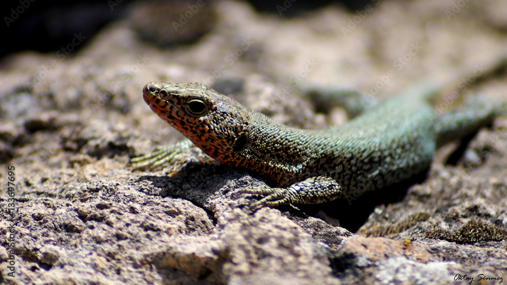 Fototapeta premium OLYMPUS DIGITAL CAMERA