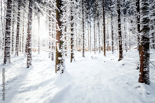 Sonnenstrahlen fluten en verschneiten Winterwald