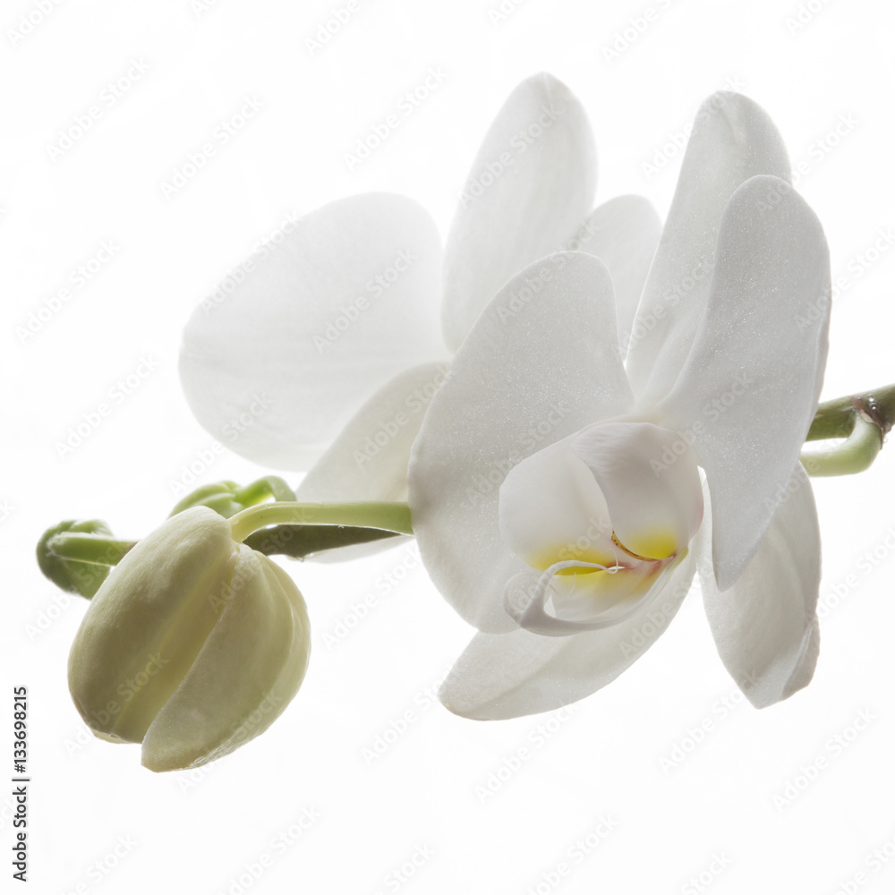 Obraz premium Weiße Orchidee