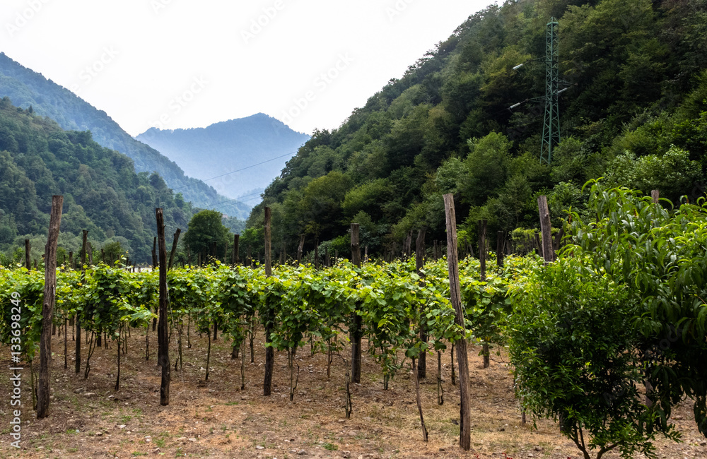 Panorama of vineyard and mountains on background
