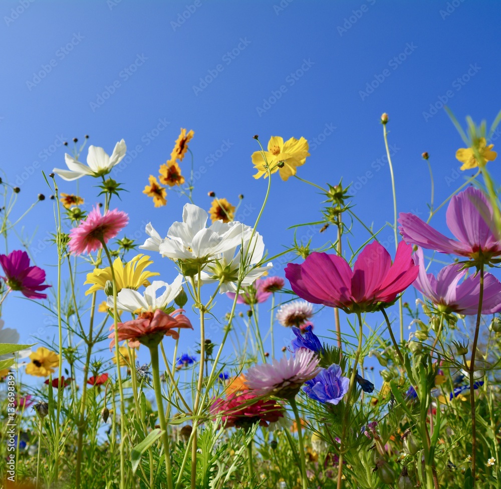 Grußkarte - bunte Blumenwiese - Sommerzeit