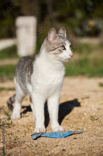White grey cat