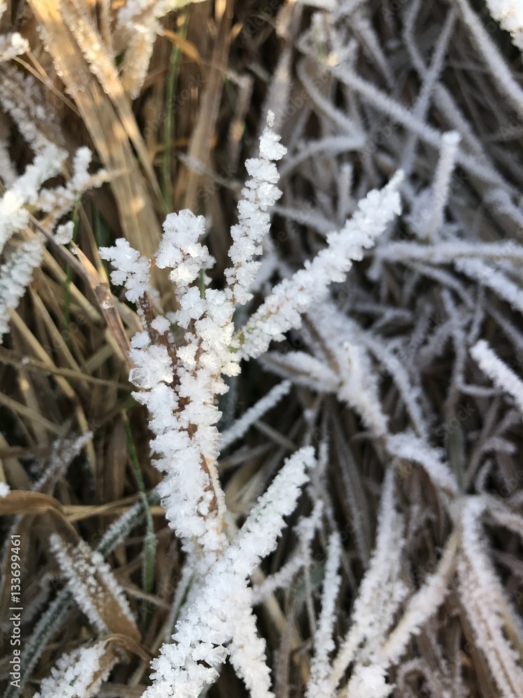 Frozen Grass witch snow and ice crystals