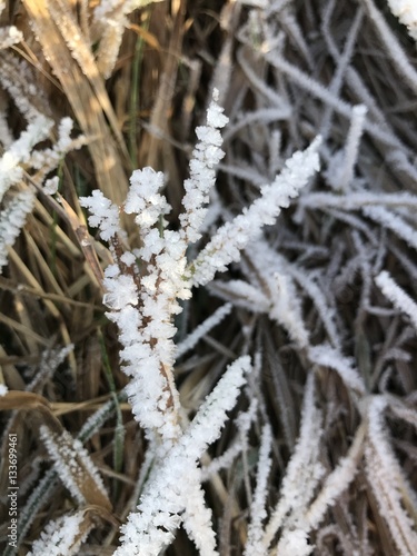 Frozen Grass witch snow and ice crystals © Nicolas