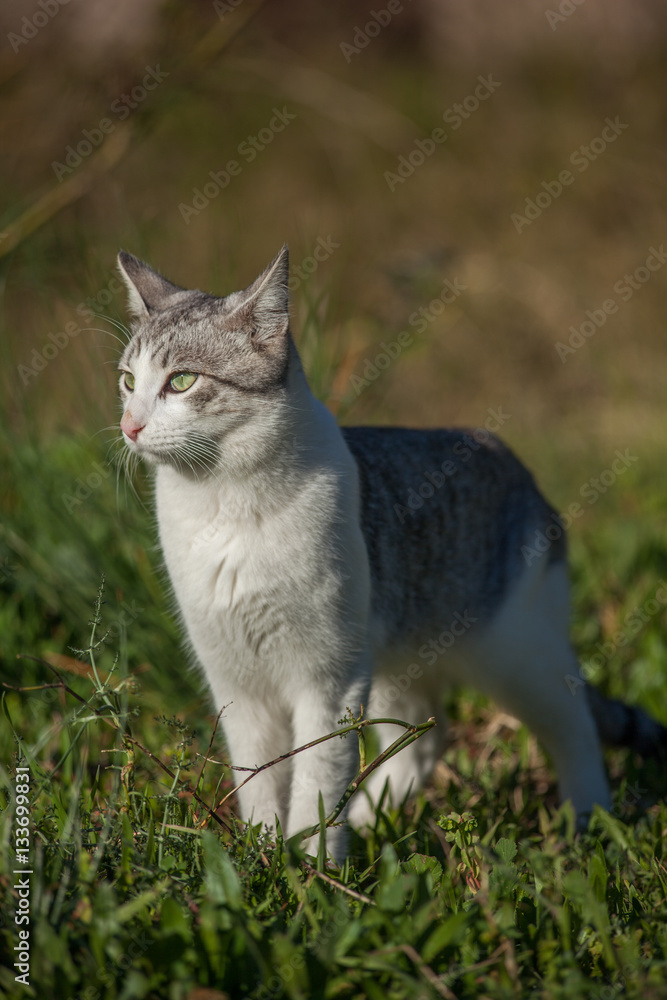 White grey cat