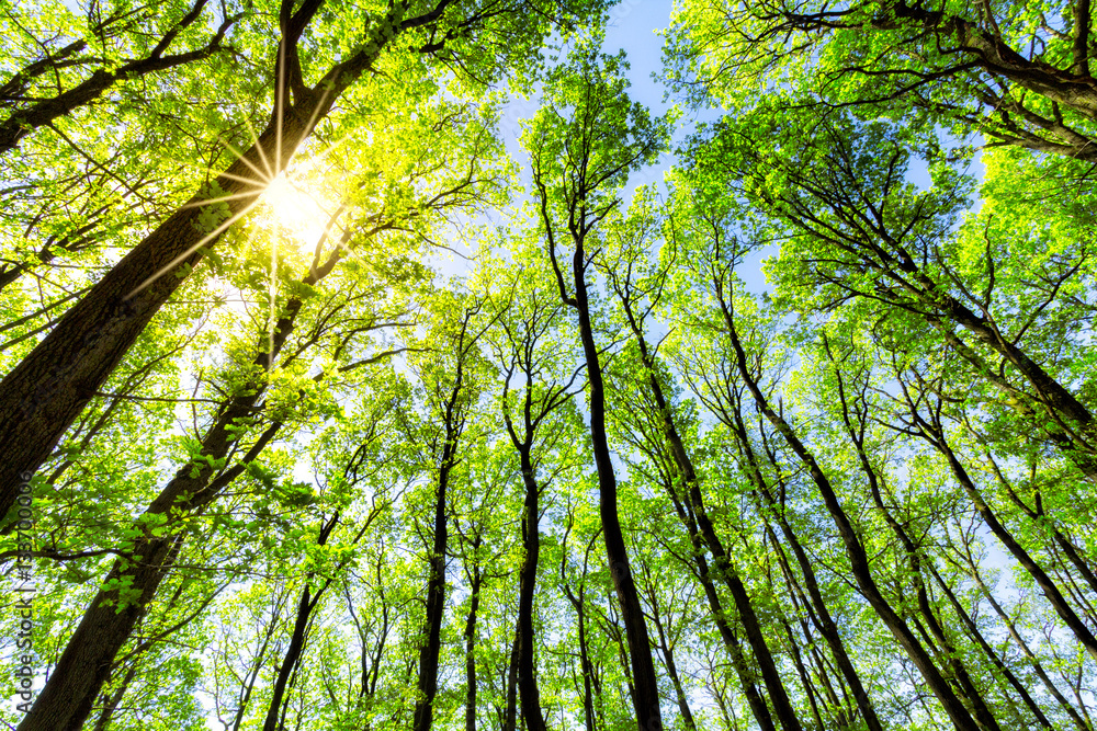 Fototapeta Zielony las w słońcu