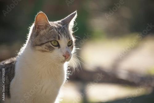 White grey cat