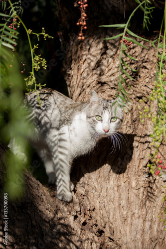 White grey cat