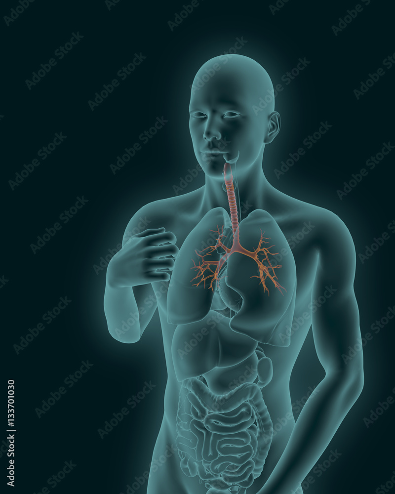 an-inflamed-trachea-stock-illustration-illustration-of-anatomy-115598643