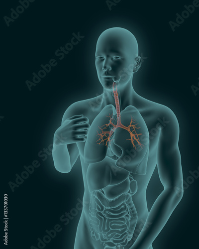 Fotografie Human body with visible inflamed trachea and the bronchial tree