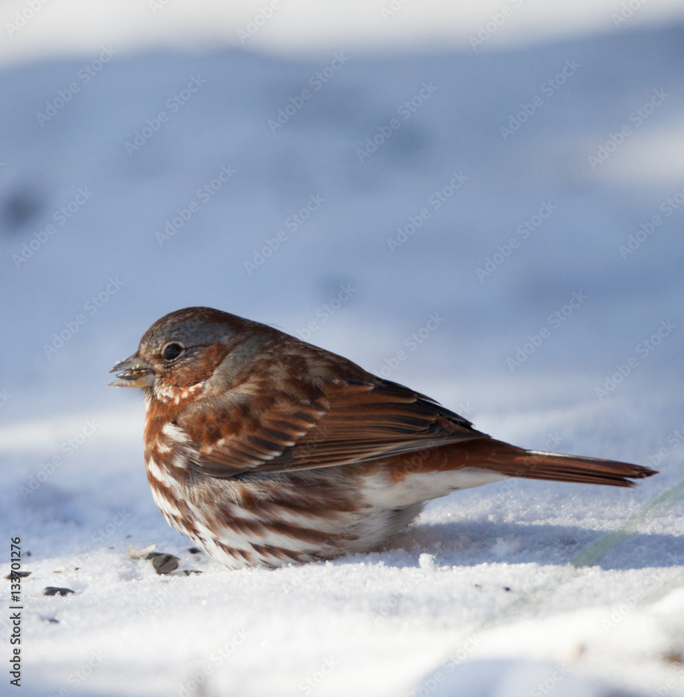 Fox Sparrow Fox Sparrow