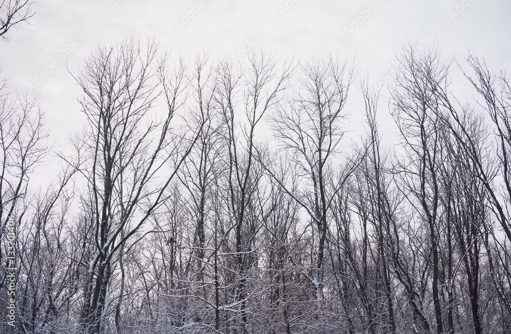 snowbound bare forest snowbound bare forest