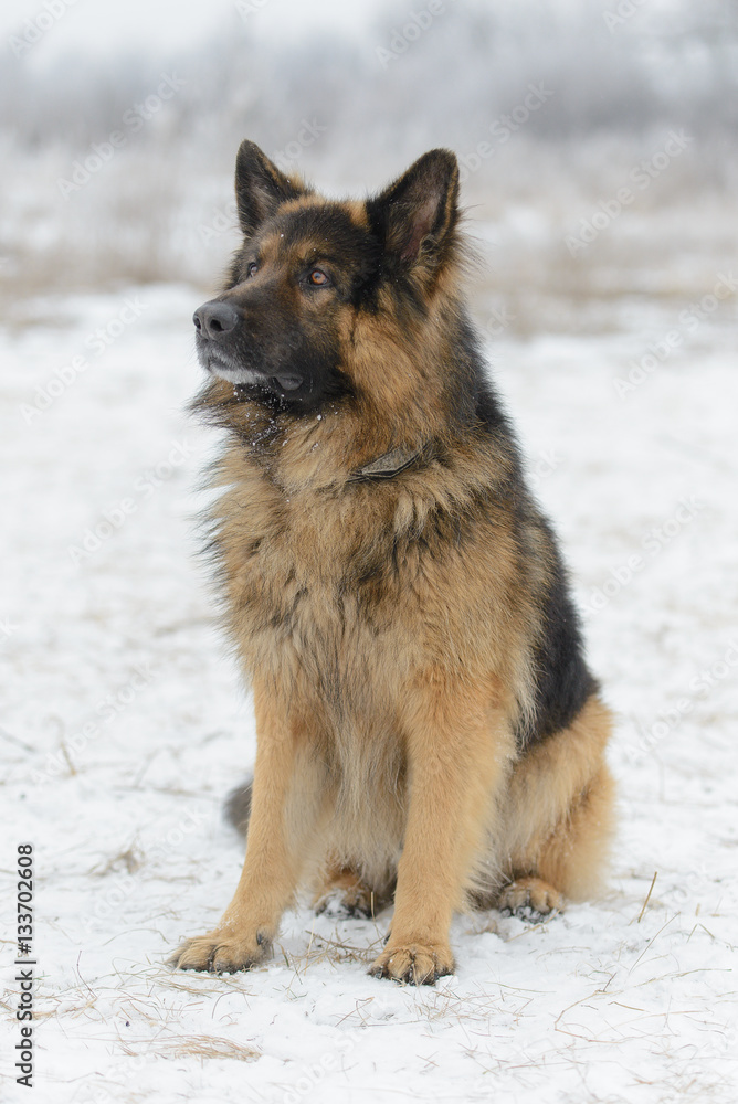 Beautiful long-haired sheep dog in winter outdoors Beautiful long-haired sheep dog in winter outdoors