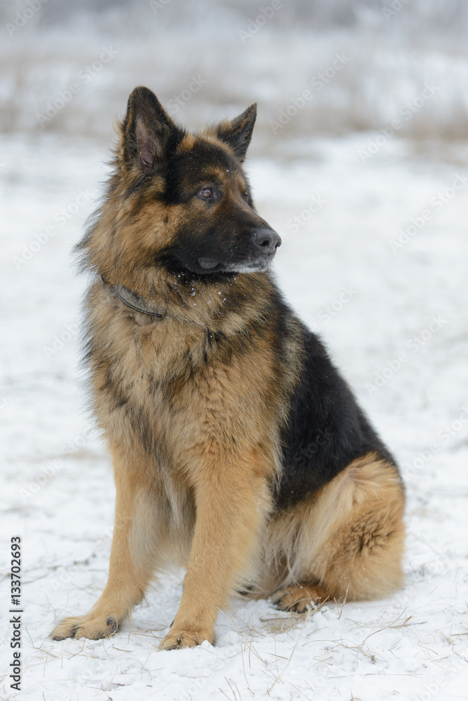 Beautiful long-haired sheep dog in winter outdoors Beautiful long-haired sheep dog in winter outdoors