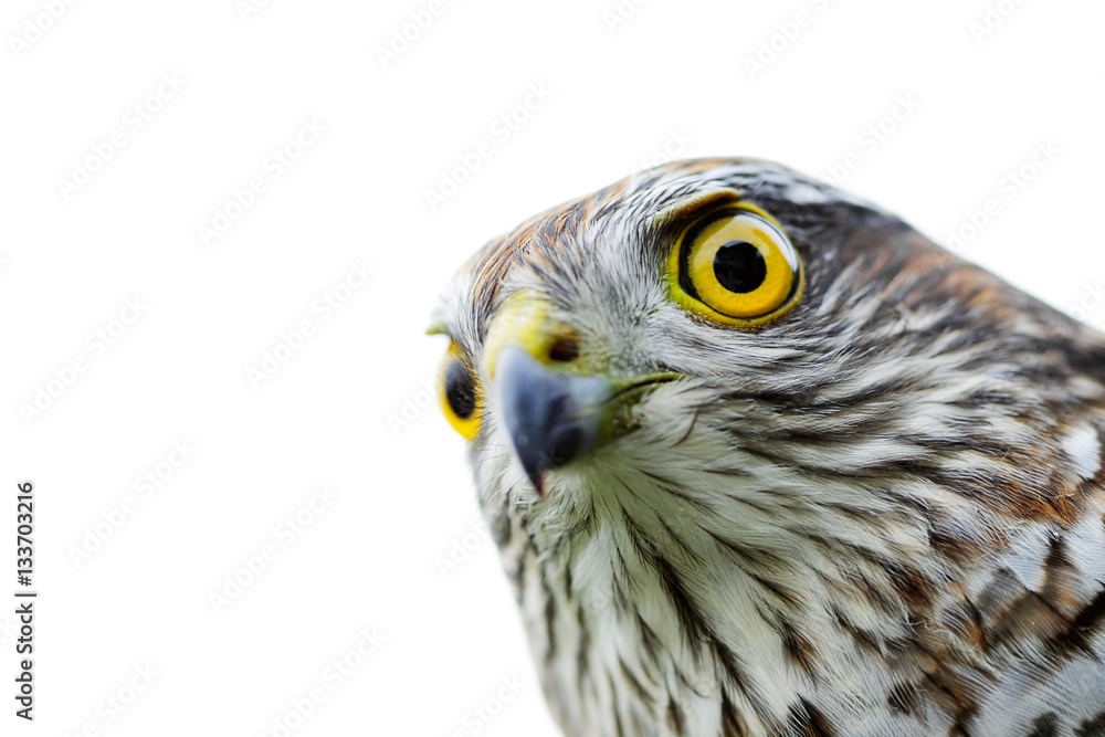 Birds of Europe - Sparrow-hawk Birds of Europe - Sparrow-hawk