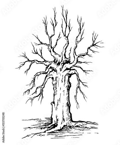  krona and trunk of a tree without leaves.