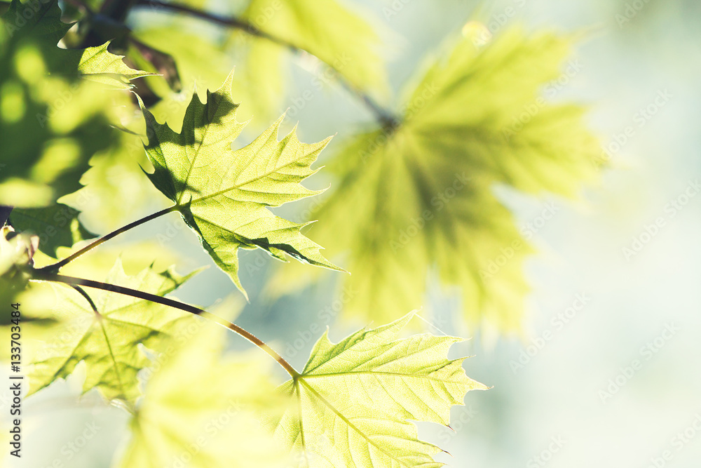 maple maple