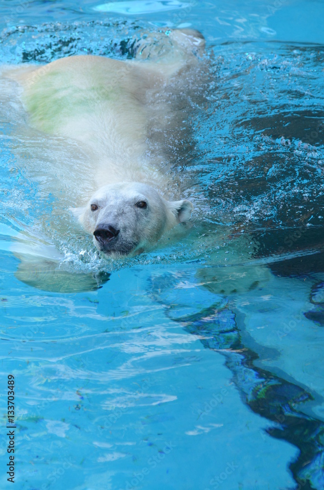 Naklejka premium ホッキョクグマ