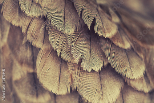 Fotografie plumage background