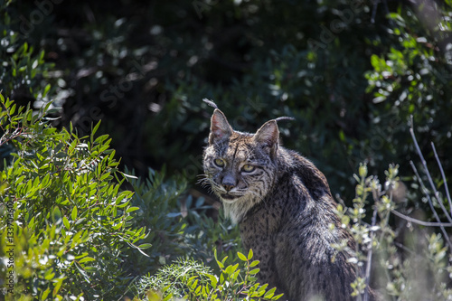 Lince Ibérico (Lynx pardinus)