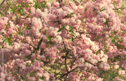 Fototapeta Naklejka Na Ścianę i Meble -  Spring blooming pink flowers on tree, nature background