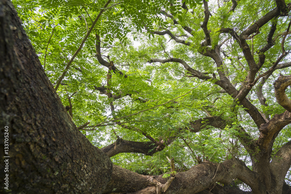 branch of big tree branch of big tree
