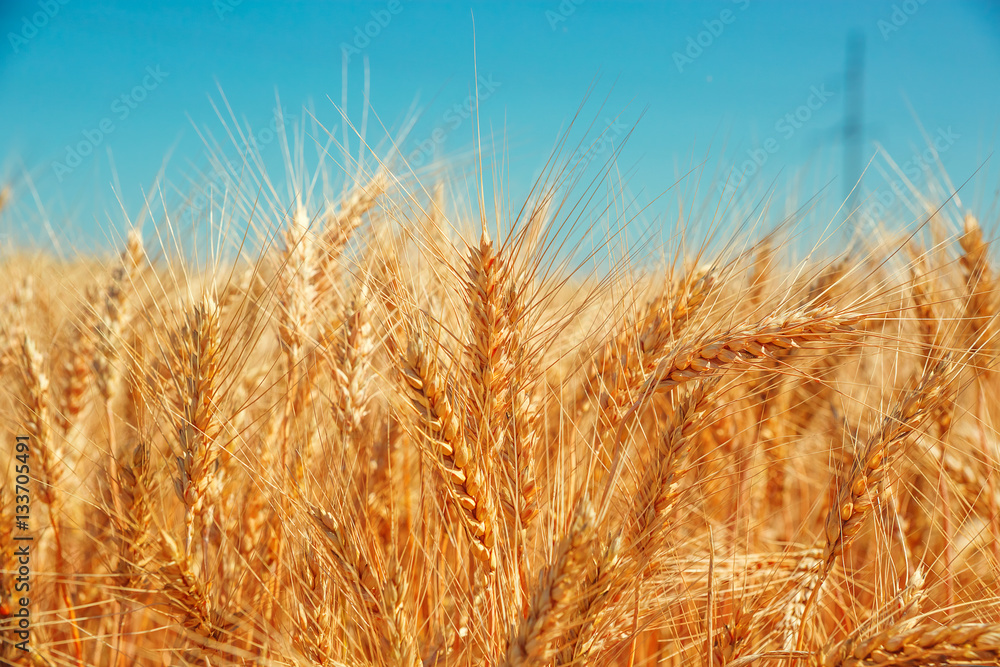 Gold wheat field and blue sky. Beautiful ripe harvest