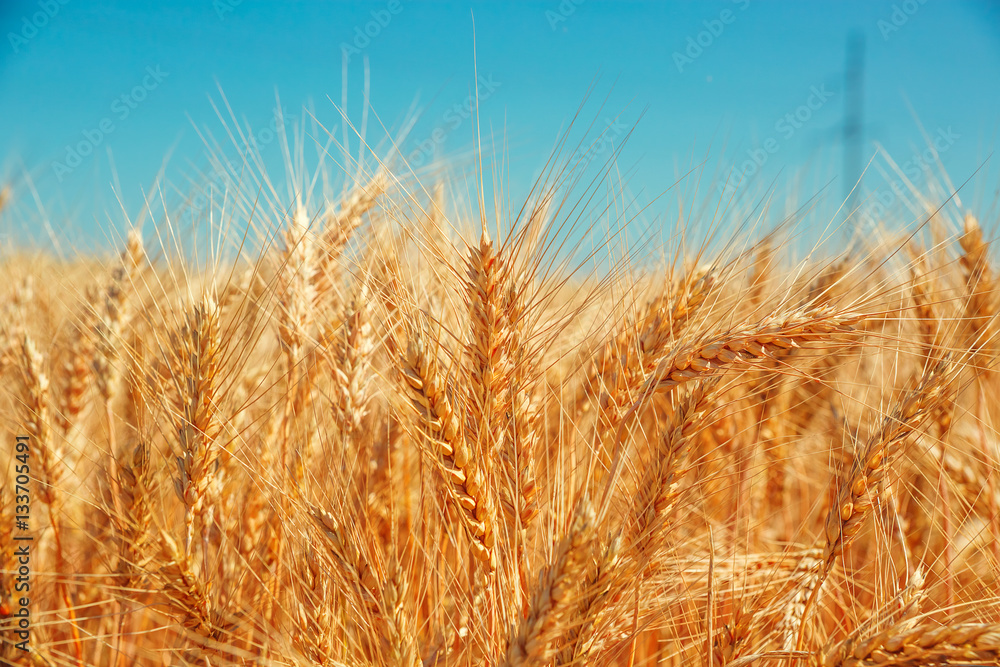 Gold wheat field and blue sky. Beautiful ripe harvest Gold wheat field and blue sky. Beautiful ripe harvest