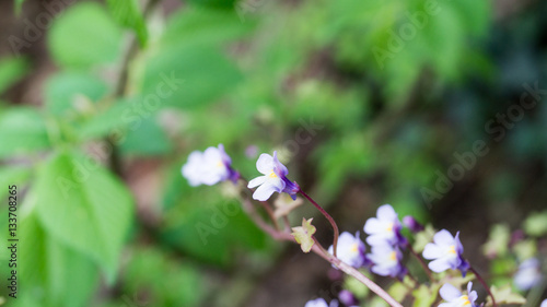 Blumen