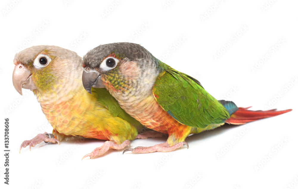 Naklejka premium conure cinnamon in studio