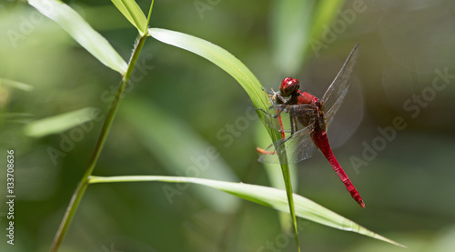 Wallpaper Mural Dragonflies of Thailand ( Rhodothemis rufa ), Dragonfly rest on green leaf Torontodigital.ca