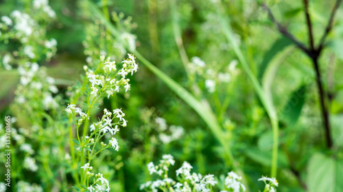 Blumen weiss/grün