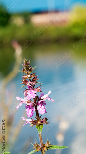 Wasser mit Blume