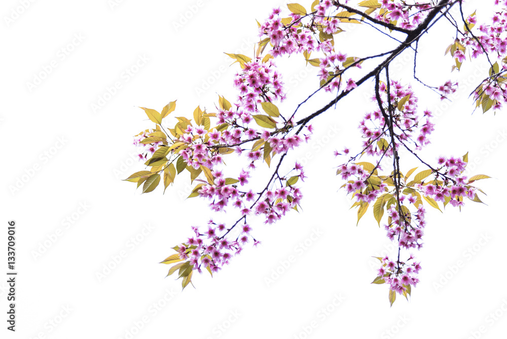 Sakura isolated on white Sakura isolated on white