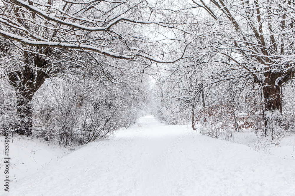 Obraz premium alley in park covered with snow after snowfall