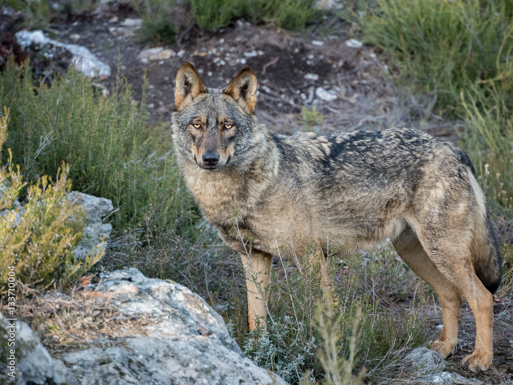 Iberian female wolf (Canis lupus signatus) in the forest