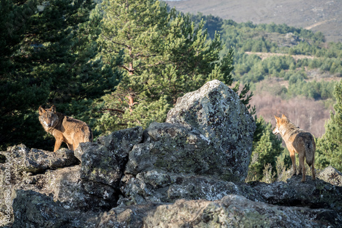 Couple of iberian wolves (Canis lupus signatus) on the top of the mountain