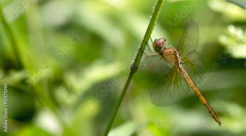 Dragonflies of Thailand ( Tholymis tillarga ), Dragonfly rest on green grass leaf