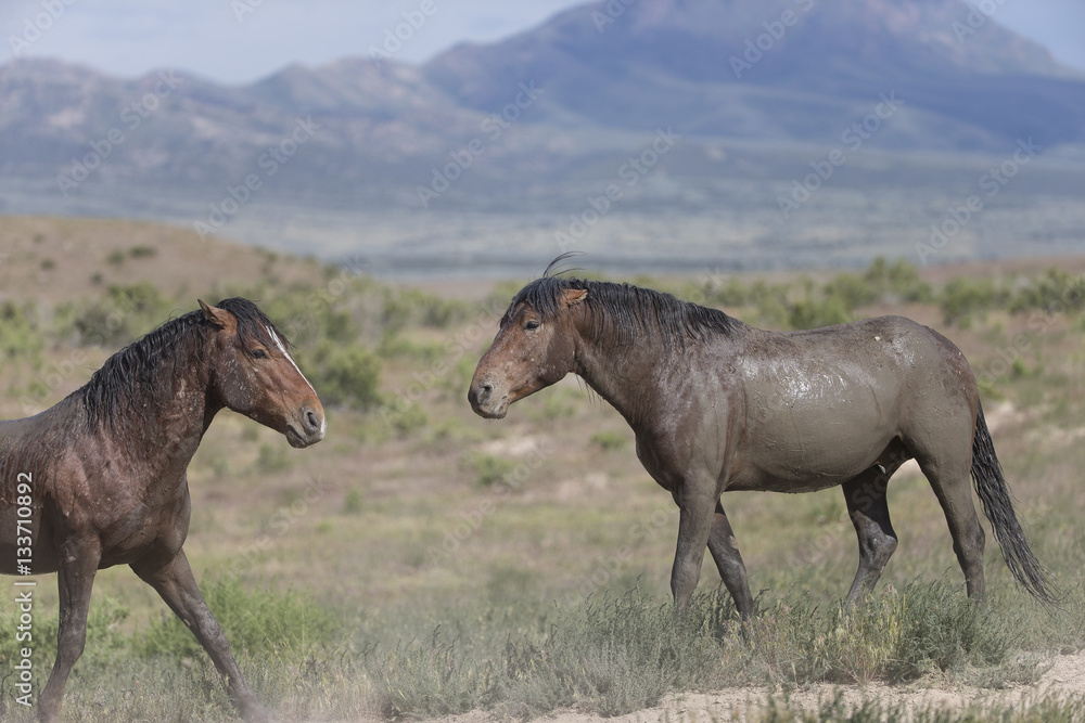 Wild Mustangs of the Great Basin desert Utah Wild Mustangs of the Great Basin desert Utah