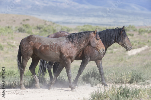 Wild Mustangs of the Great Basin desert Utah