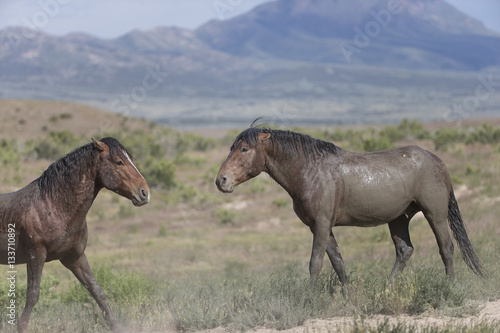 Wild Mustangs of the Great Basin desert Utah © Dennis Donohue