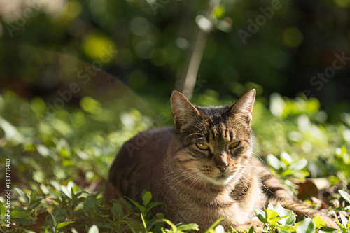 Fototapeta Naklejka Na Ścianę i Meble -  Gato en el campo