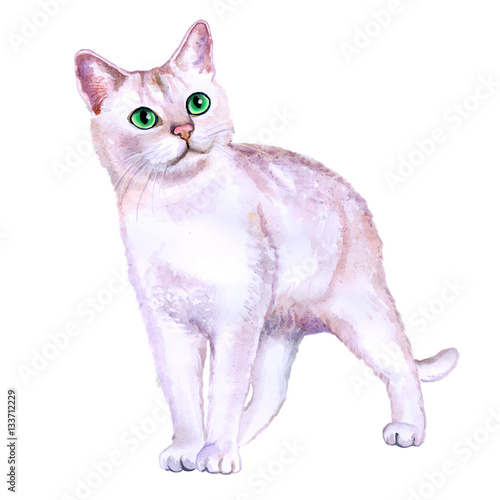 Φωτογραφία Watercolor portrait of curious Burmilla cat breed isolated on white background