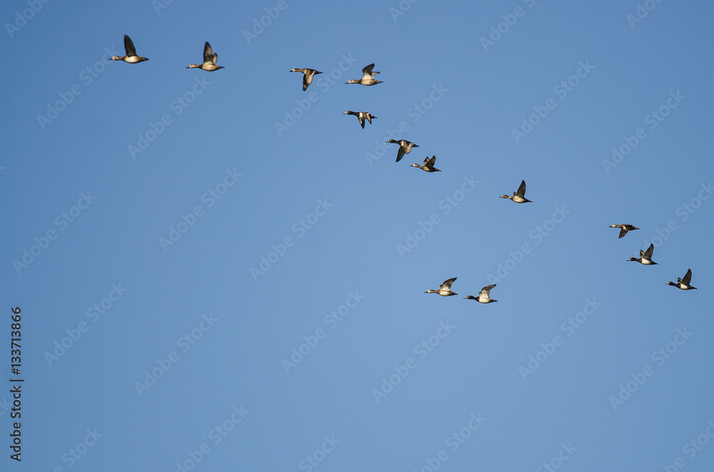 Large Flock of Ring-Necked Ducks Flying in a Blue Sky