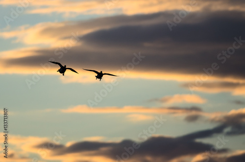 Silhouetted Ducks Flying in the Sunset Sky